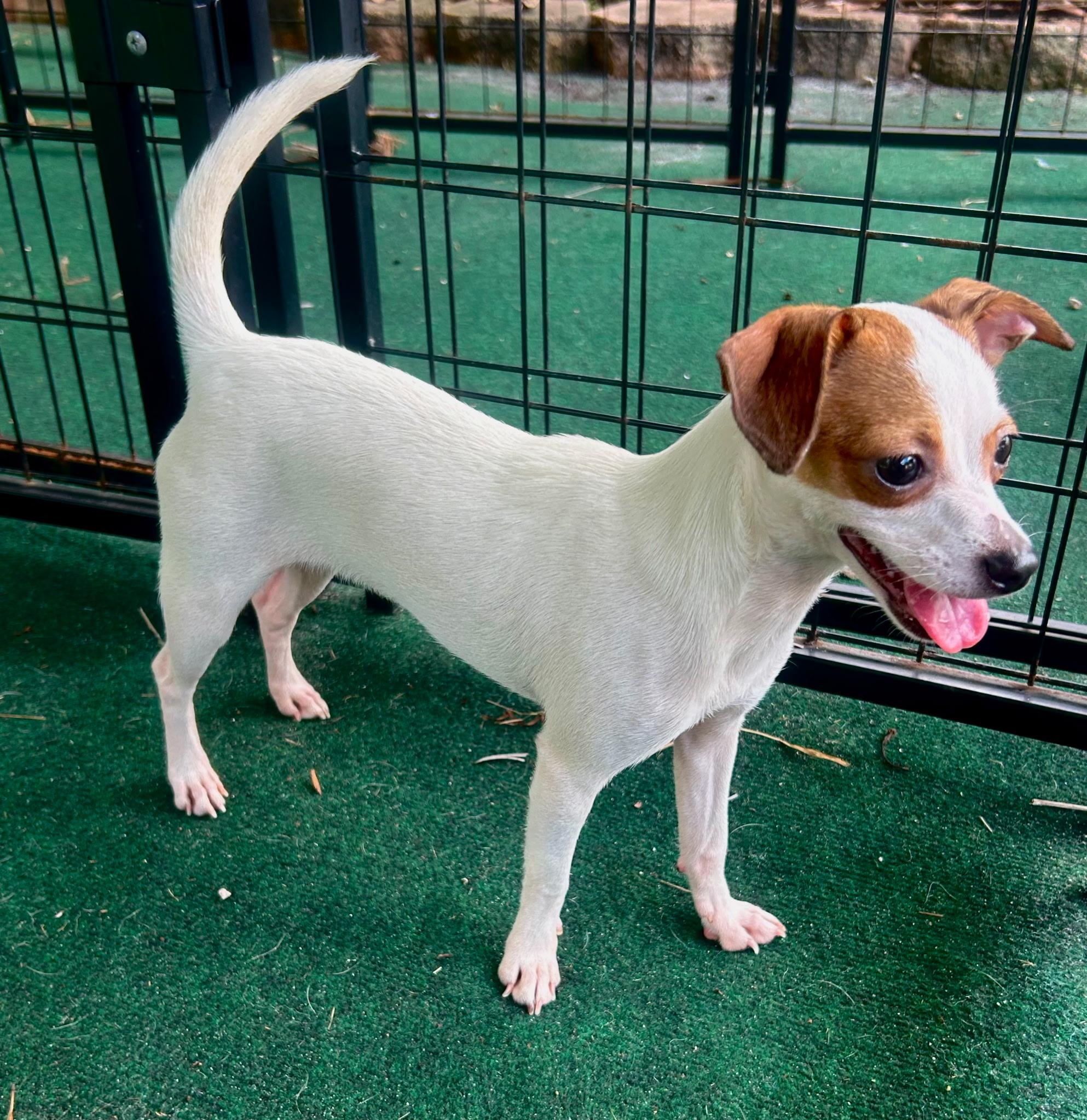 Enlarge Dolly, a Adopted mixed breed in Lake Worth, FL image 5/6