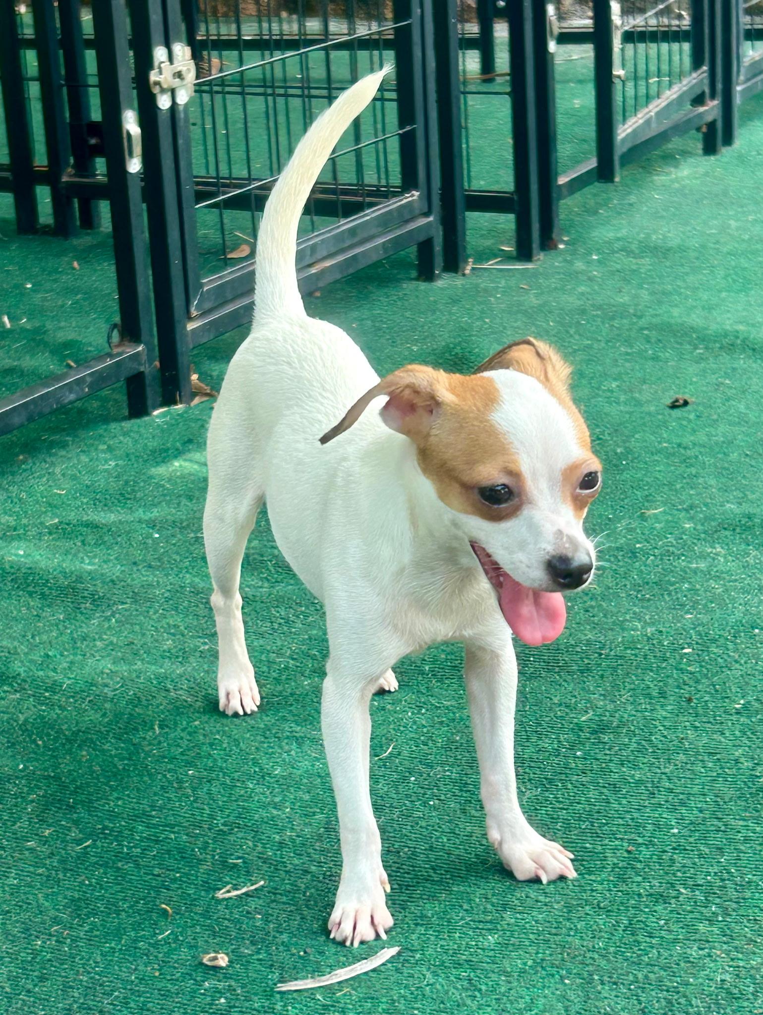 Enlarge Dolly, a Adopted mixed breed in Lake Worth, FL image 3/6