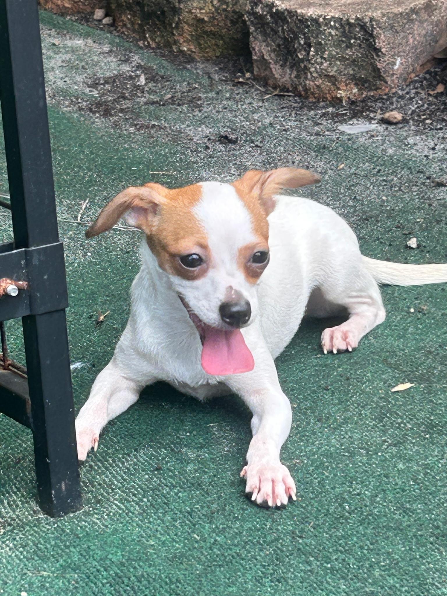 Enlarge Dolly, a Adopted mixed breed in Lake Worth, FL image 4/6