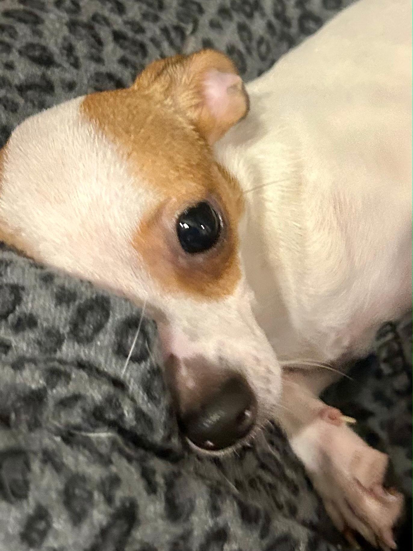 Enlarge Dolly, a Adopted mixed breed in Lake Worth, FL image 6/6