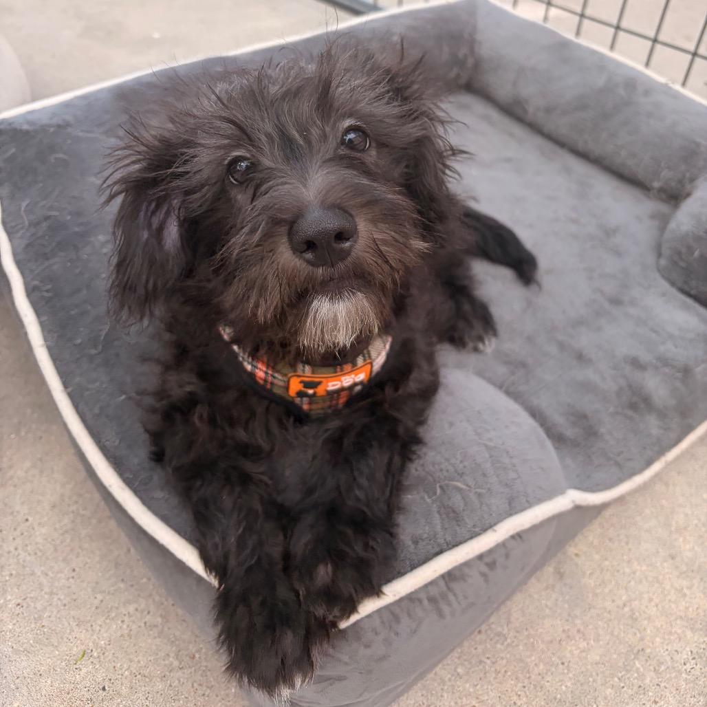 Ollie Dingle, Adoptable, Puppy Male Standard Schnauzer.