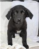 PUPPY FUZZY WUZZY, Adopted, Puppy Male Labrador Retriever.