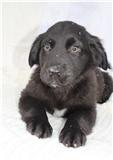 PUPPY FUZZY WUZZY, a Adopted Labrador Retriever in Franklin, TN image 2/3
