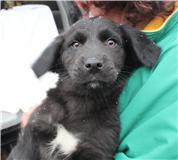 PUPPY FUZZY WUZZY, a Adopted Labrador Retriever in Franklin, TN image 3/3