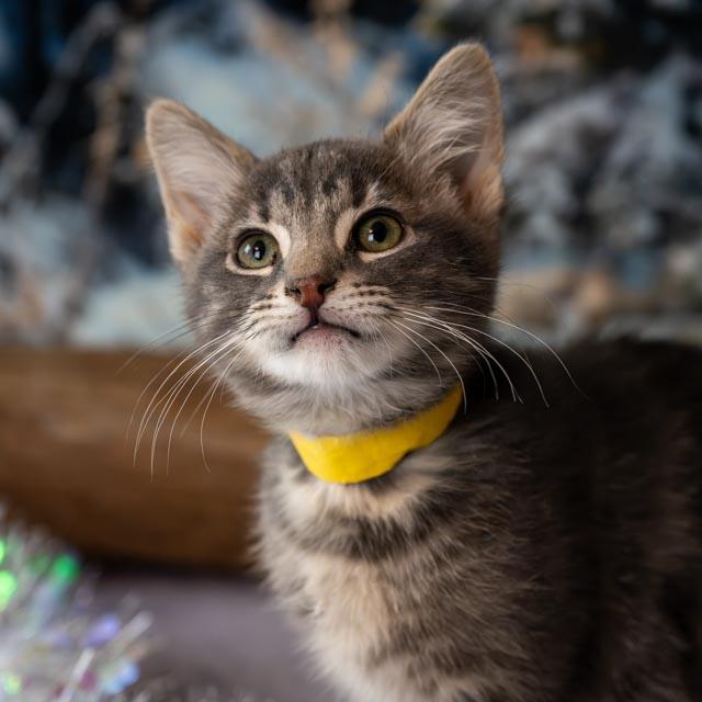 Andy, adopted, Kitten Male Domestic Short Hair.