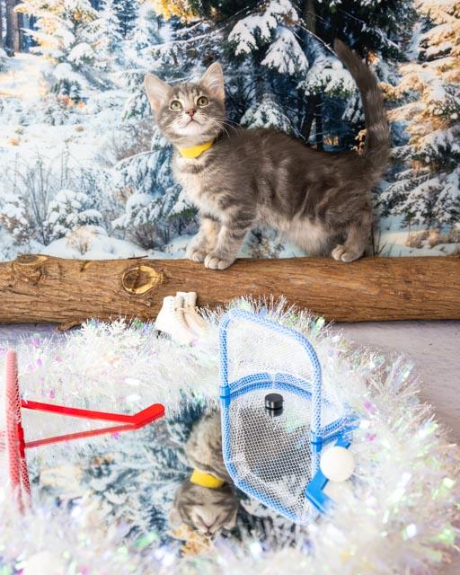 Andy, an adopted Domestic Short Hair in Lapeer, MI image 3/3