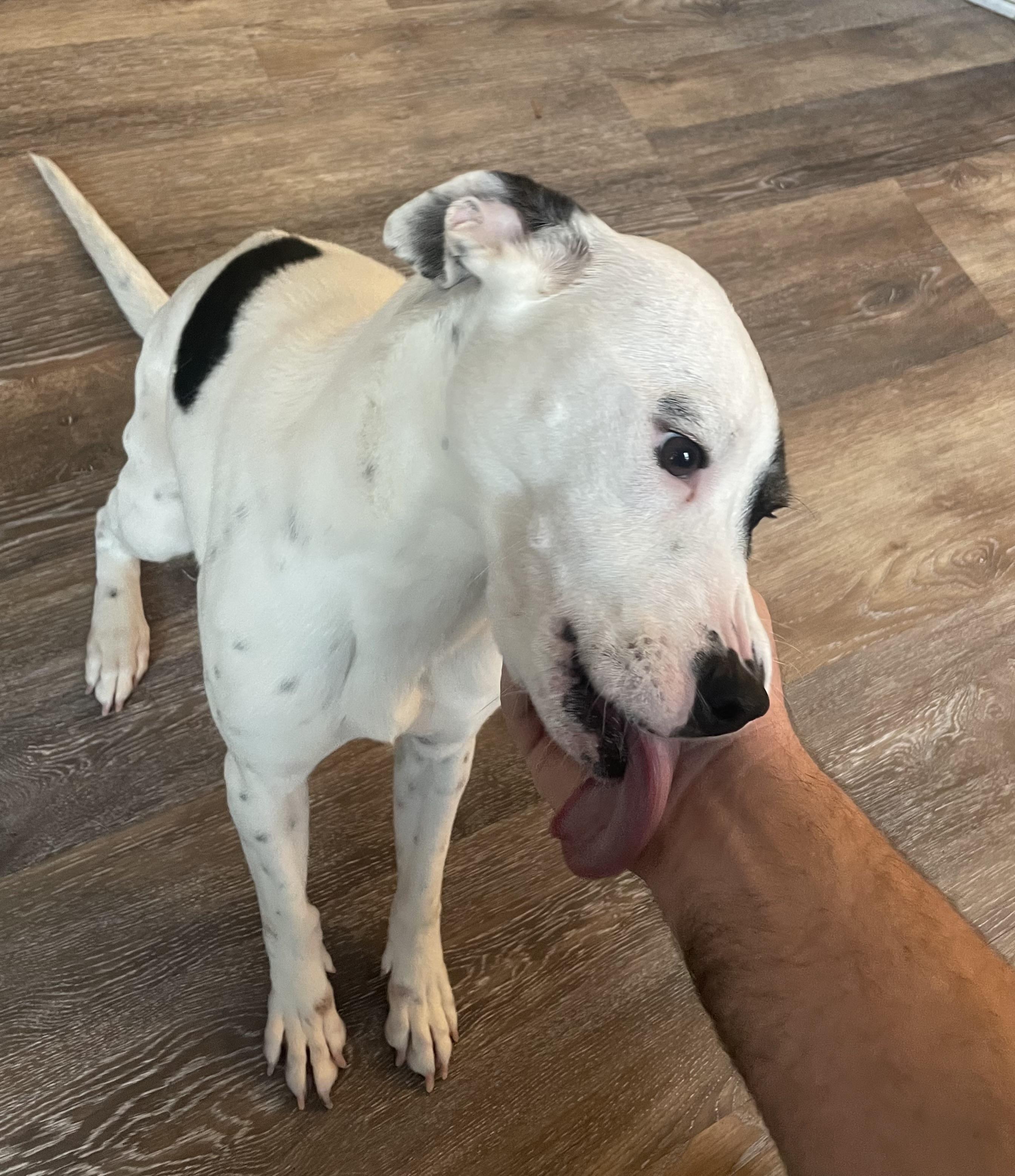 Enlarge Rey, a ADOPTABLE mixed breed in Jamesville, NY image 3/4