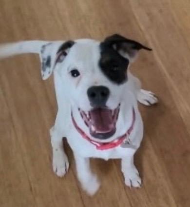 Enlarge Rey, a ADOPTABLE mixed breed in Jamesville, NY image 1/4