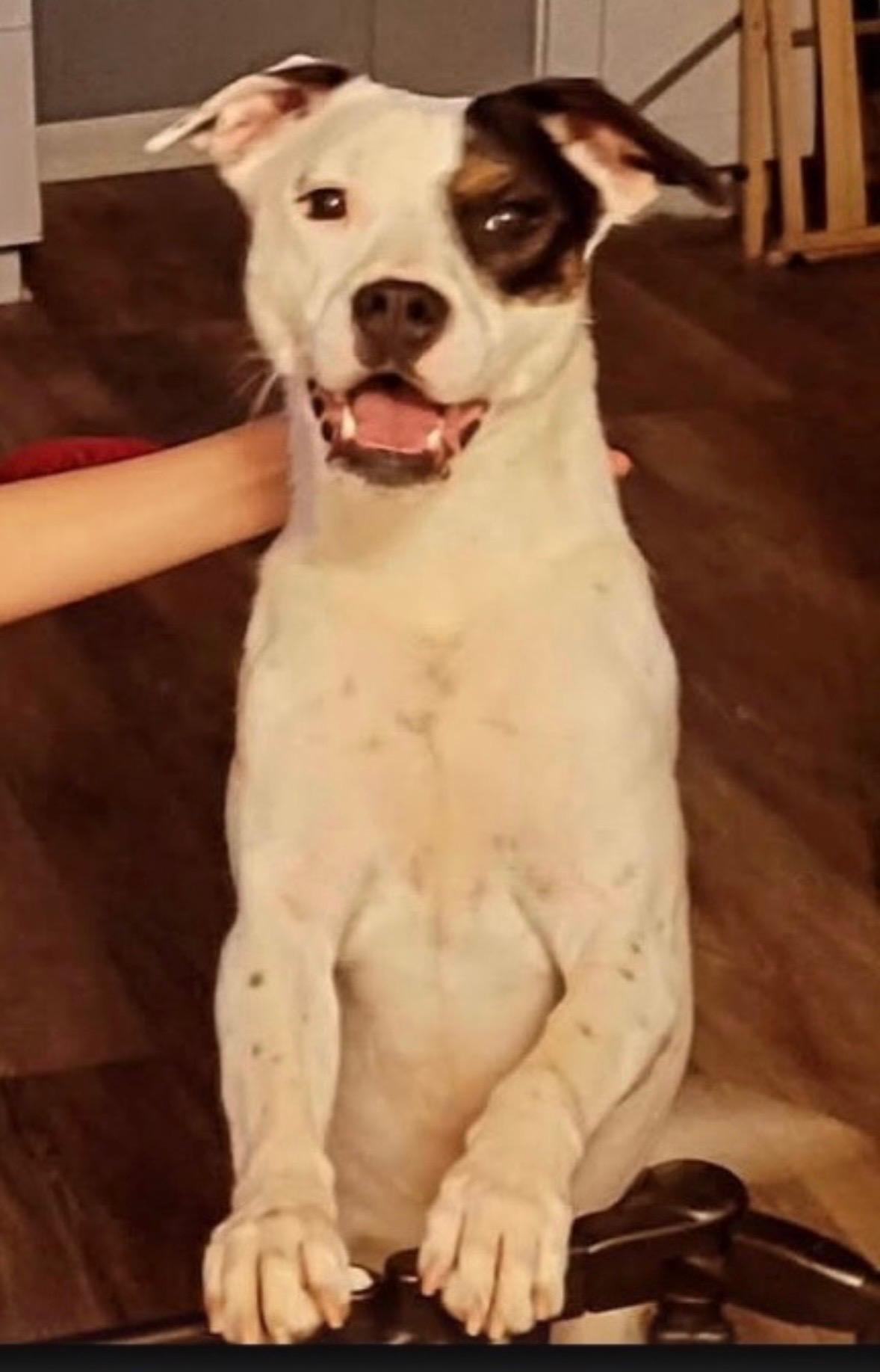 Rey, ADOPTABLE, Young Female Terrier.