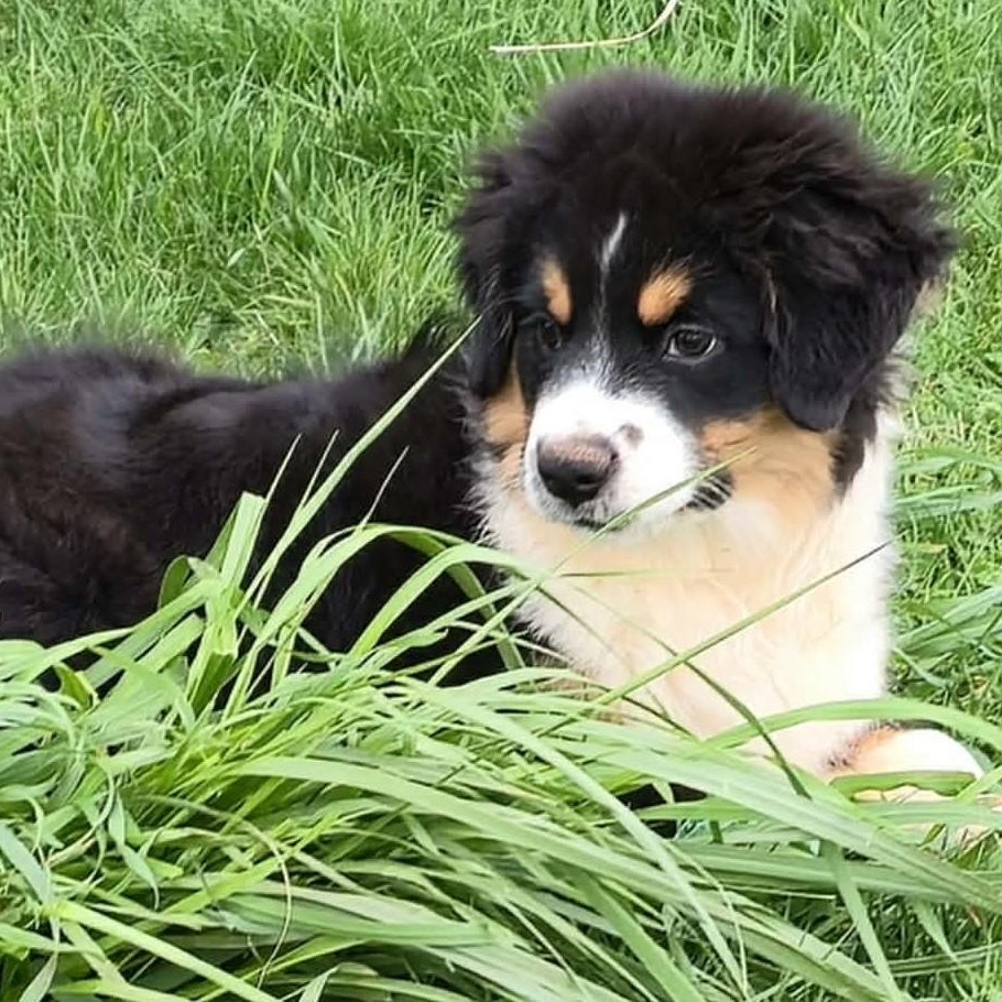 Chillin' Chomsky , an adopted Australian Shepherd in La Center, WA image 4/4