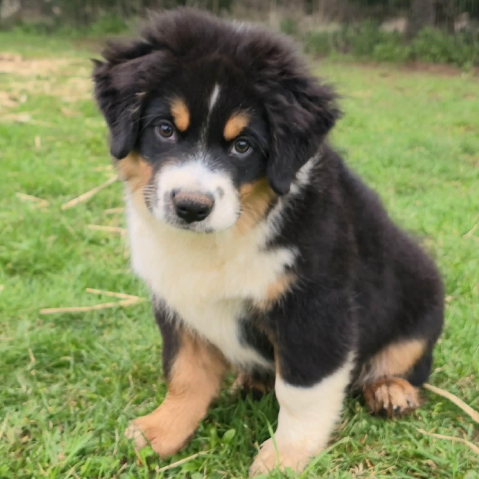 Chillin' Chomsky , adopted, Puppy Male Australian Shepherd.