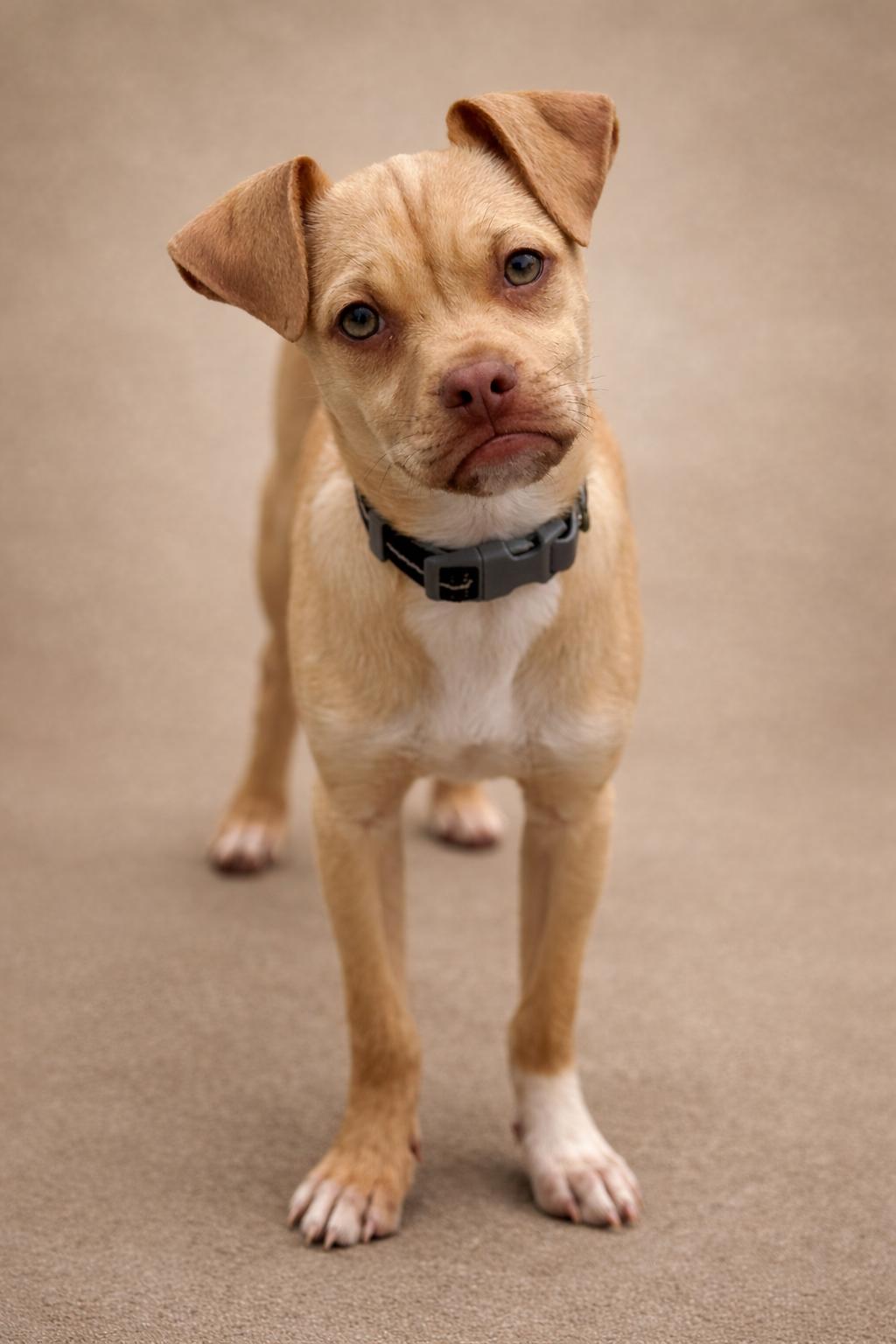 Enlarge Queso - my mom is a PUG! I am going to stay small!, a Adoptable mixed breed in Austin, TX image 2/5