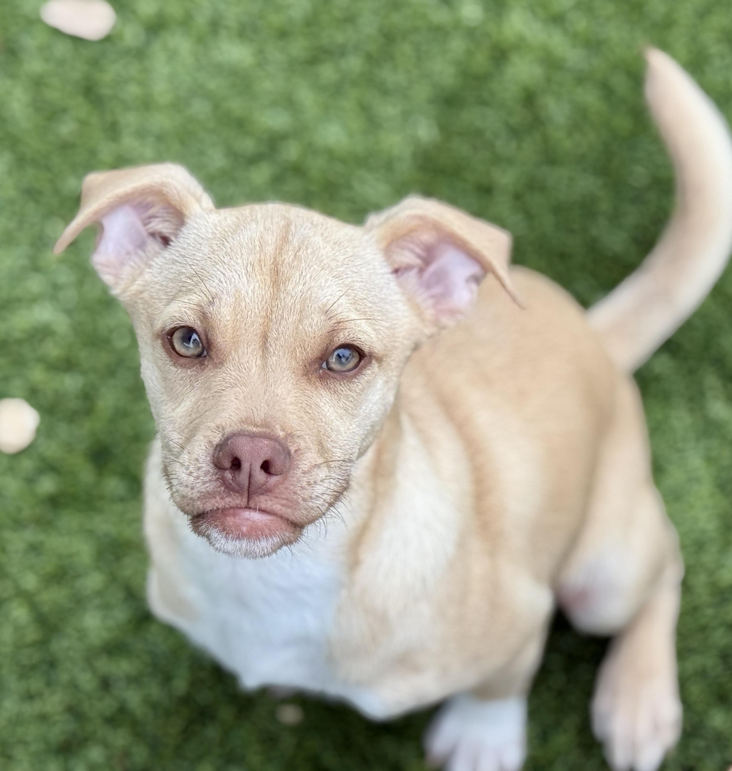 Queso - my mom is a PUG! I am going to stay small!, Adoptable, Puppy Male Pug & Mixed Breed.