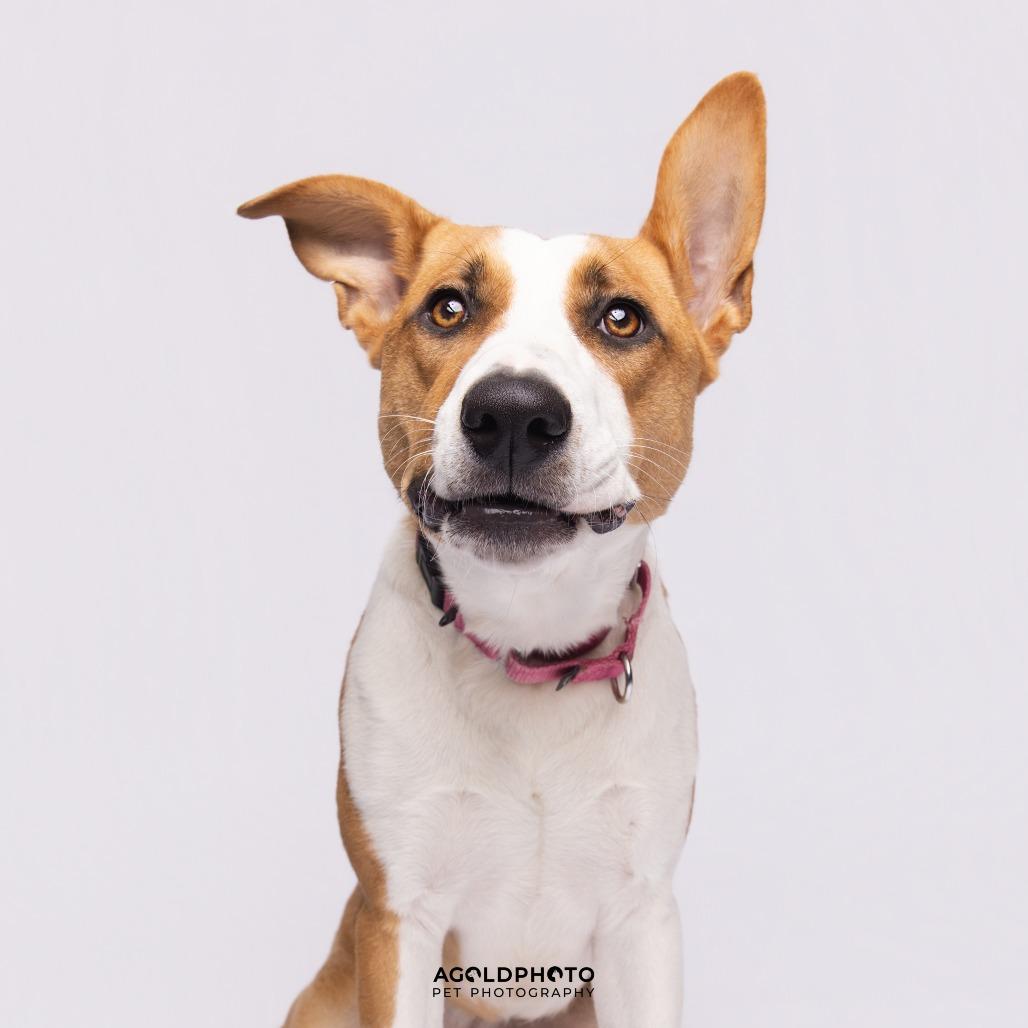 Terra, Adoptable, Young Female Mixed Breed.