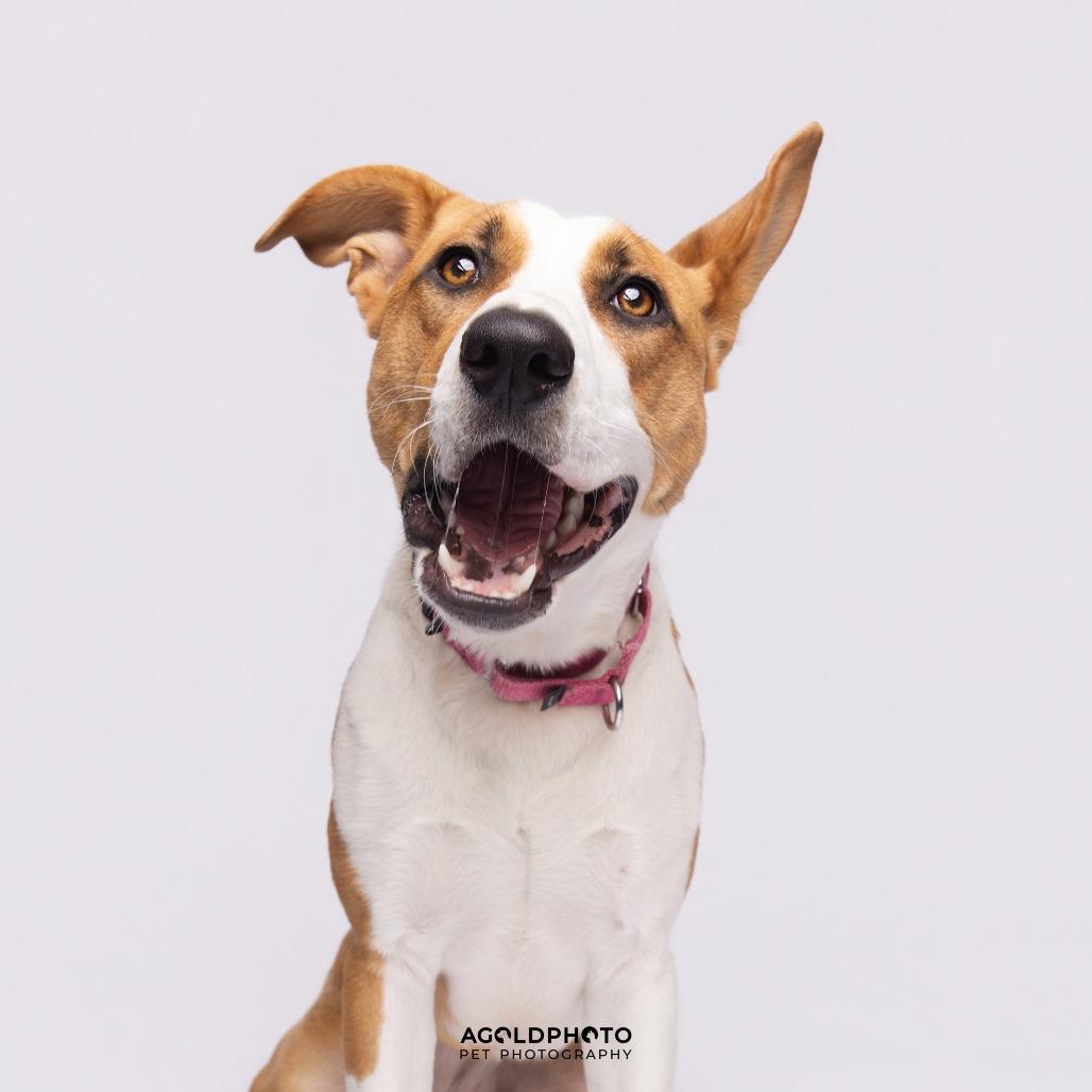Enlarge Terra, a Adoptable Mixed Breed in Sarasota, FL image 2/6