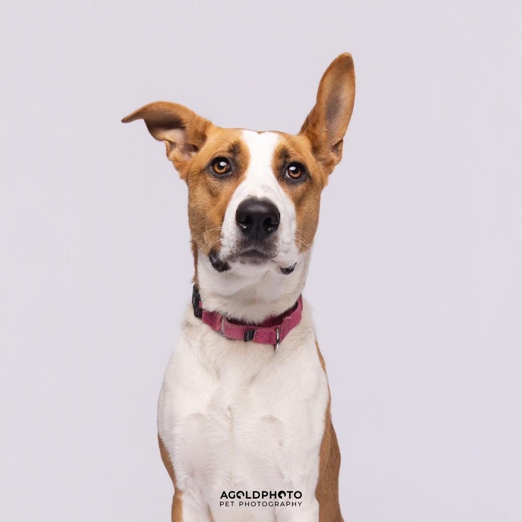 Enlarge Terra, a Adoptable Mixed Breed in Sarasota, FL image 3/6