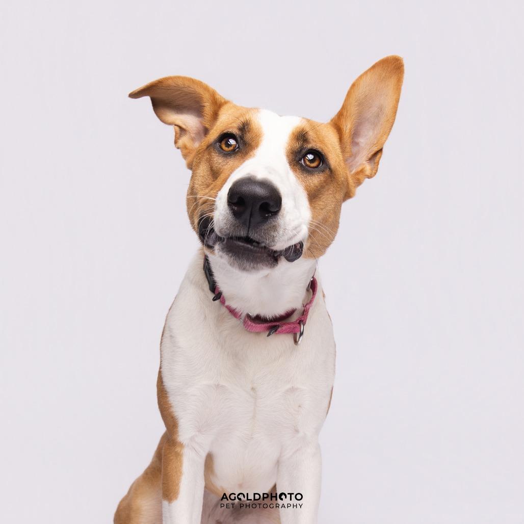 Enlarge Terra, a Adoptable Mixed Breed in Sarasota, FL image 4/6