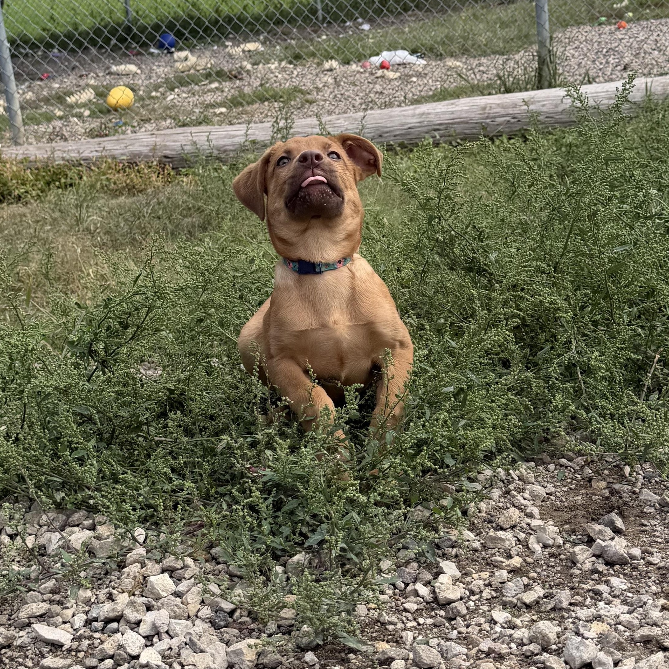 Enlarge Petunia, a Adopted mixed breed in Spencer, IA image 2/3