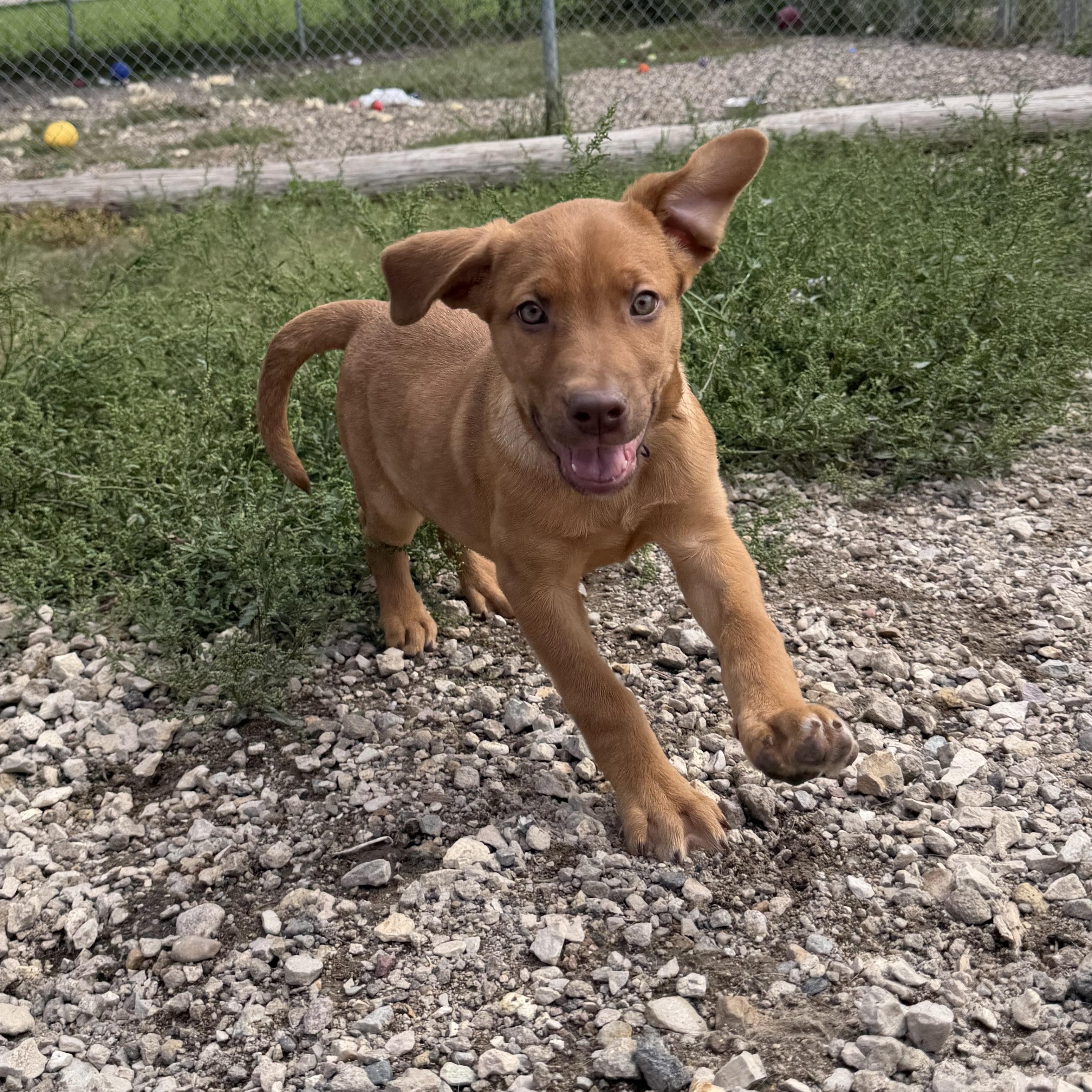 Enlarge Petunia, a Adopted mixed breed in Spencer, IA image 1/3