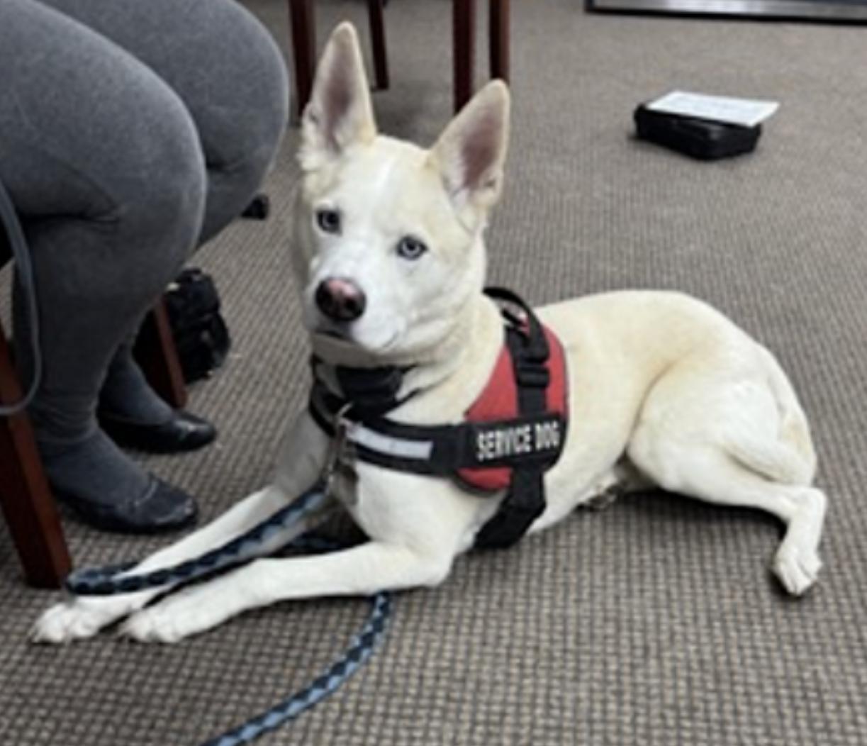 Enlarge Buddy, a Adoptable mixed breed in Frazee, MN image 3/6