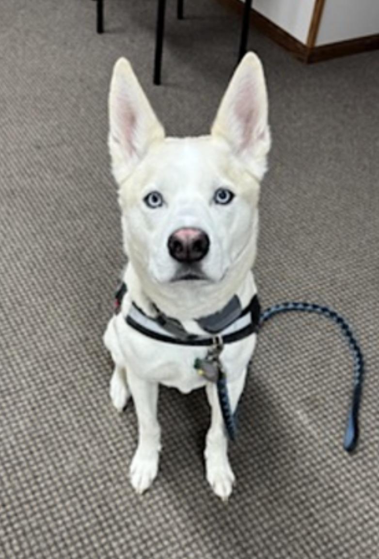 Enlarge Buddy, a Adoptable mixed breed in Frazee, MN image 5/6