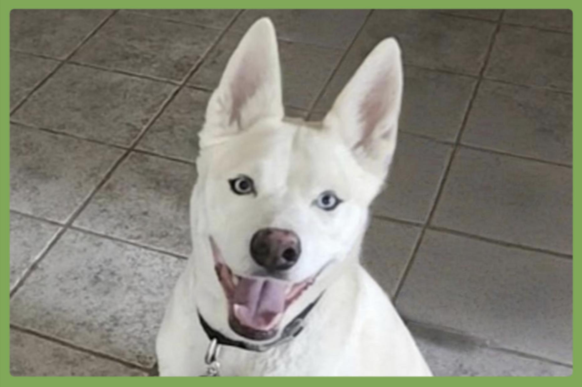 Buddy, Adoptable, Adult Male Siberian Husky & Shepherd.