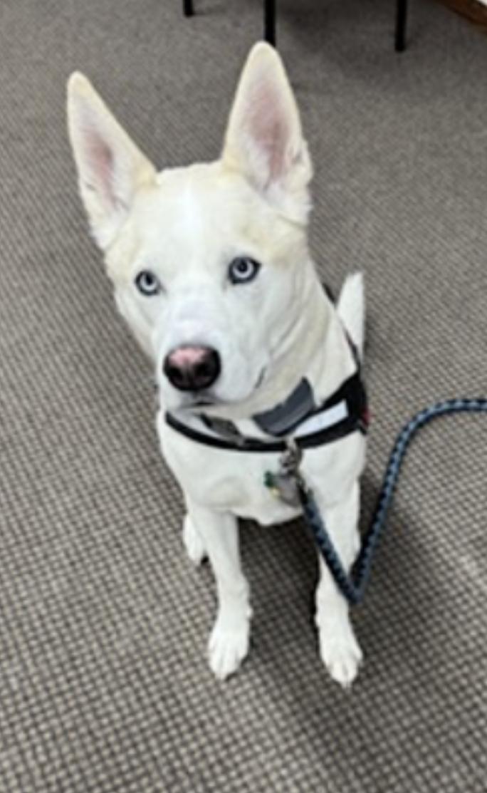 Enlarge Buddy, a Adoptable mixed breed in Frazee, MN image 2/6