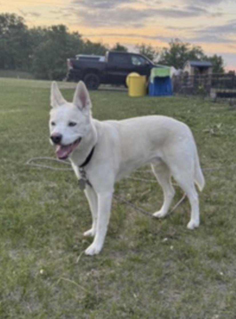 Enlarge Buddy, a Adoptable mixed breed in Frazee, MN image 4/6