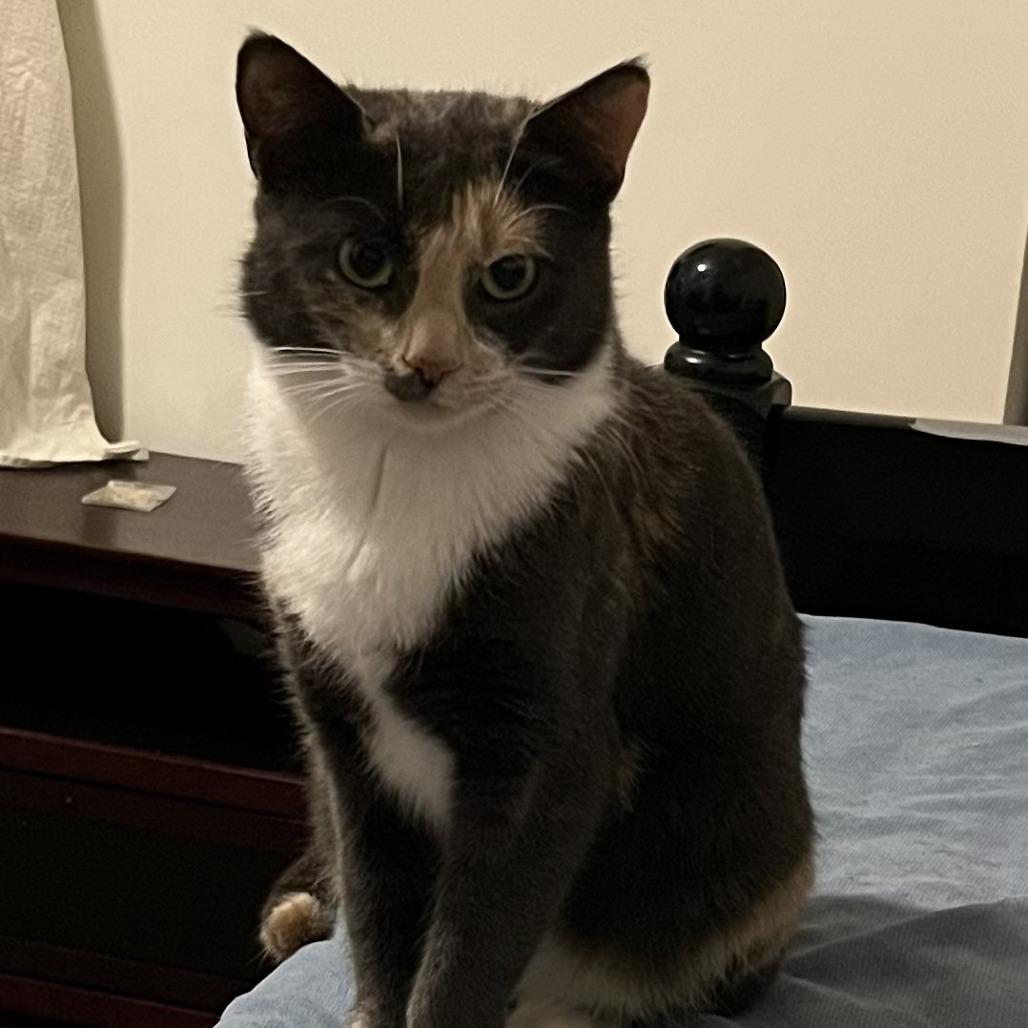 Enlarge Ragnell, a Adoptable Domestic Short Hair in Wakefield, MA image 1/1