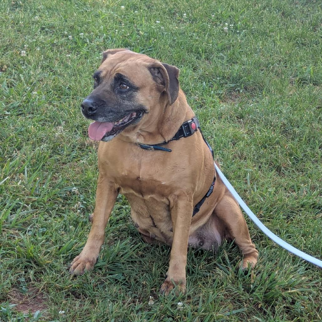 Bohemian, Adoptable, Senior Female Boxer & Mixed Breed.