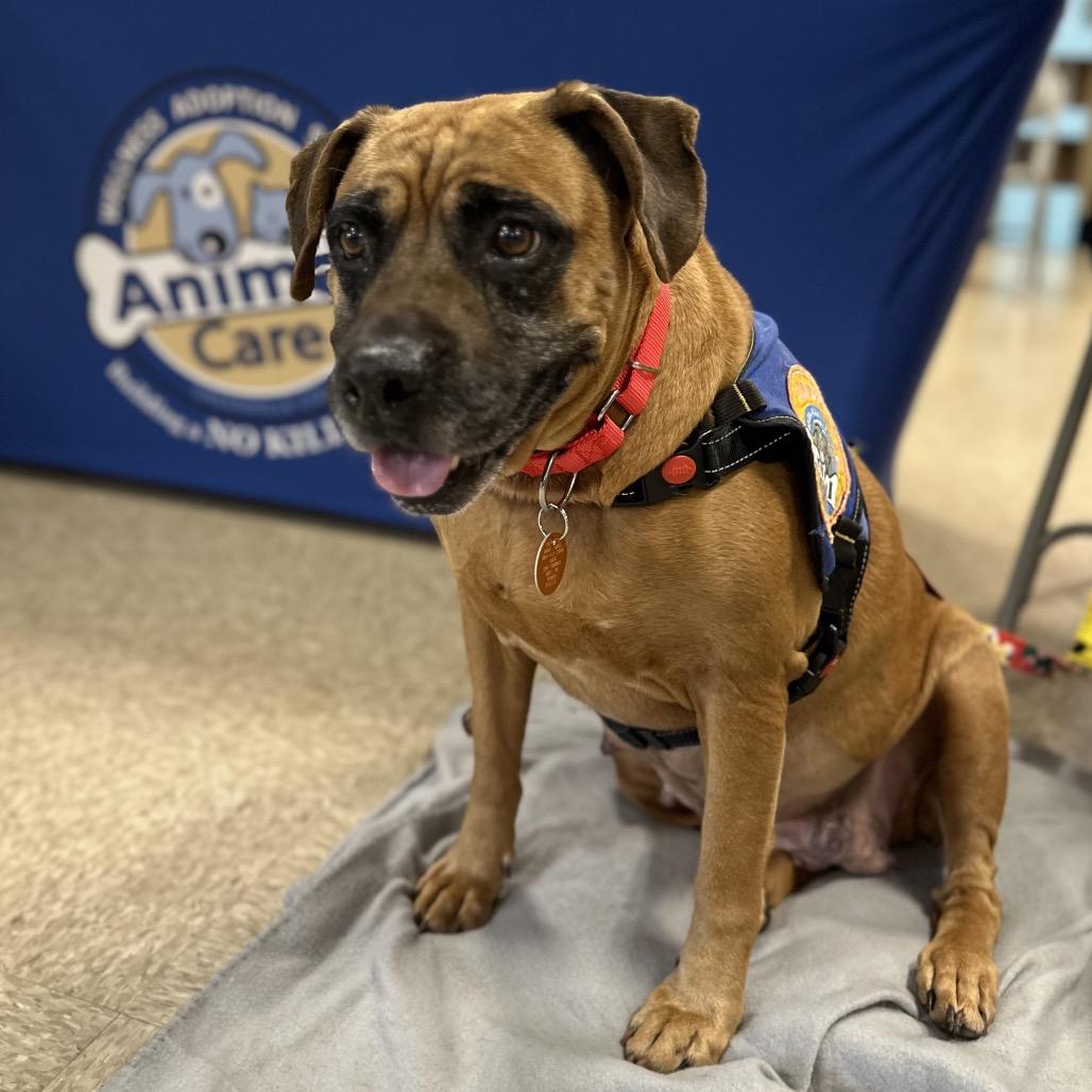 Enlarge Bohemian, a Adoptable mixed breed in Greenville, SC image 2/6