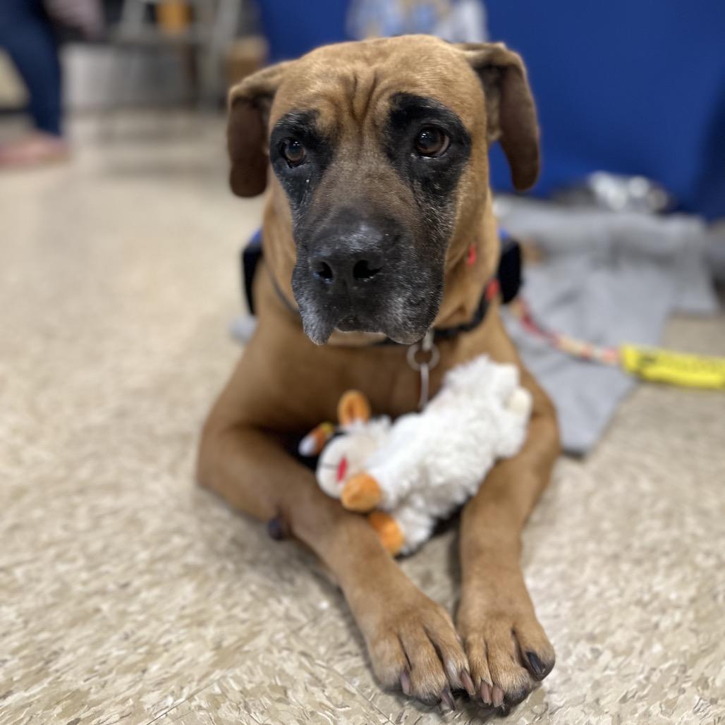 Enlarge Bohemian, a Adoptable mixed breed in Greenville, SC image 3/6