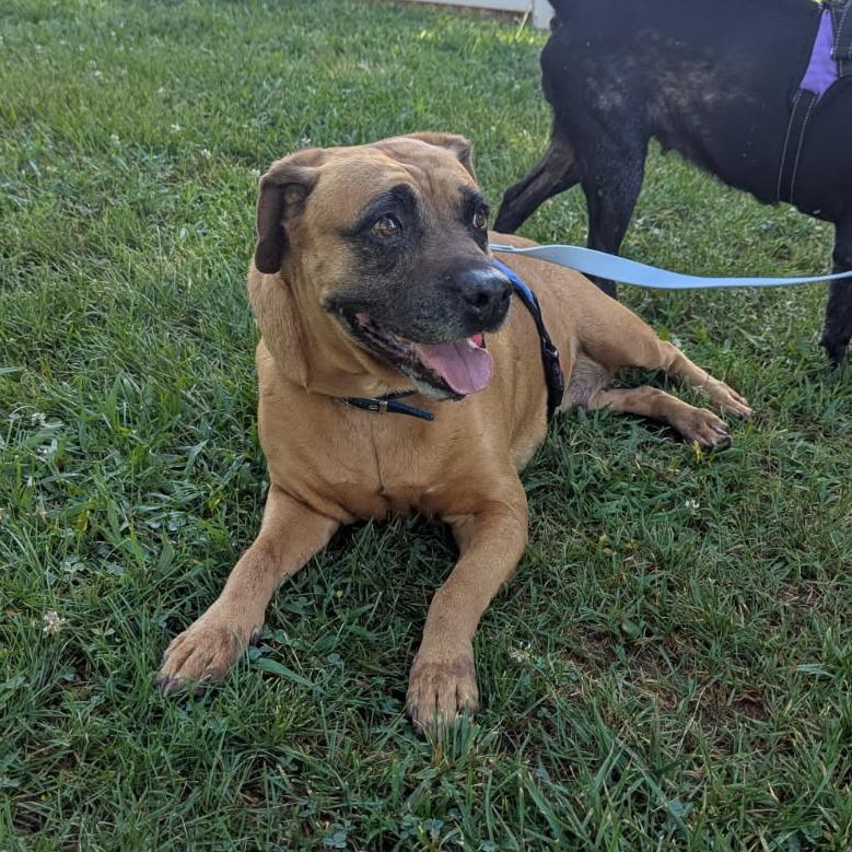 Bohemian, a Adoptable mixed breed in Greenville, SC image 2/3