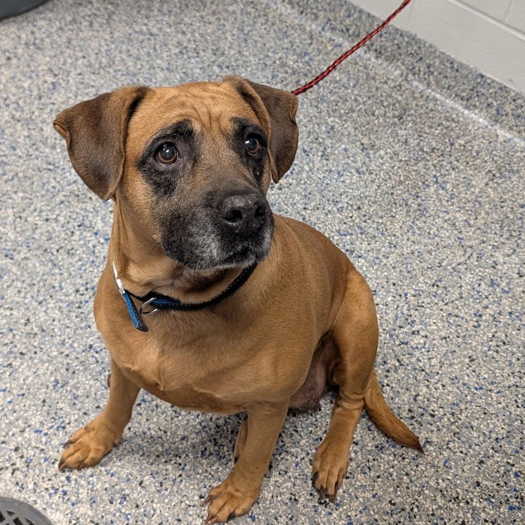 Bohemian, a Adoptable mixed breed in Greenville, SC image 3/3