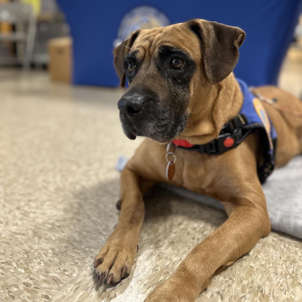 Enlarge Bohemian, a Adoptable mixed breed in Greenville, SC image 6/6