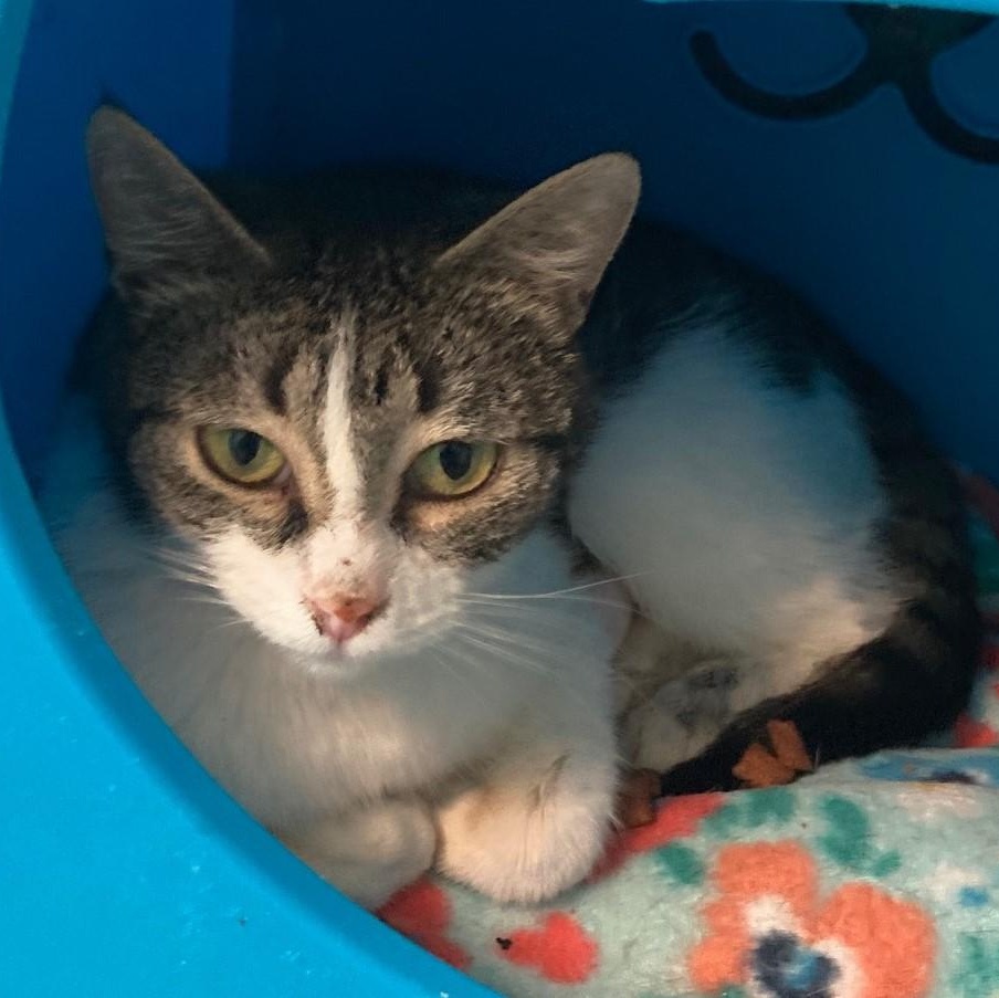 Enlarge Irene - Super Friendly, a ADOPTABLE Tabby in Hoquiam, WA image 1/1