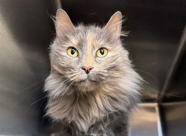 REESA, Adoptable, Adult Female Domestic Long Hair.
