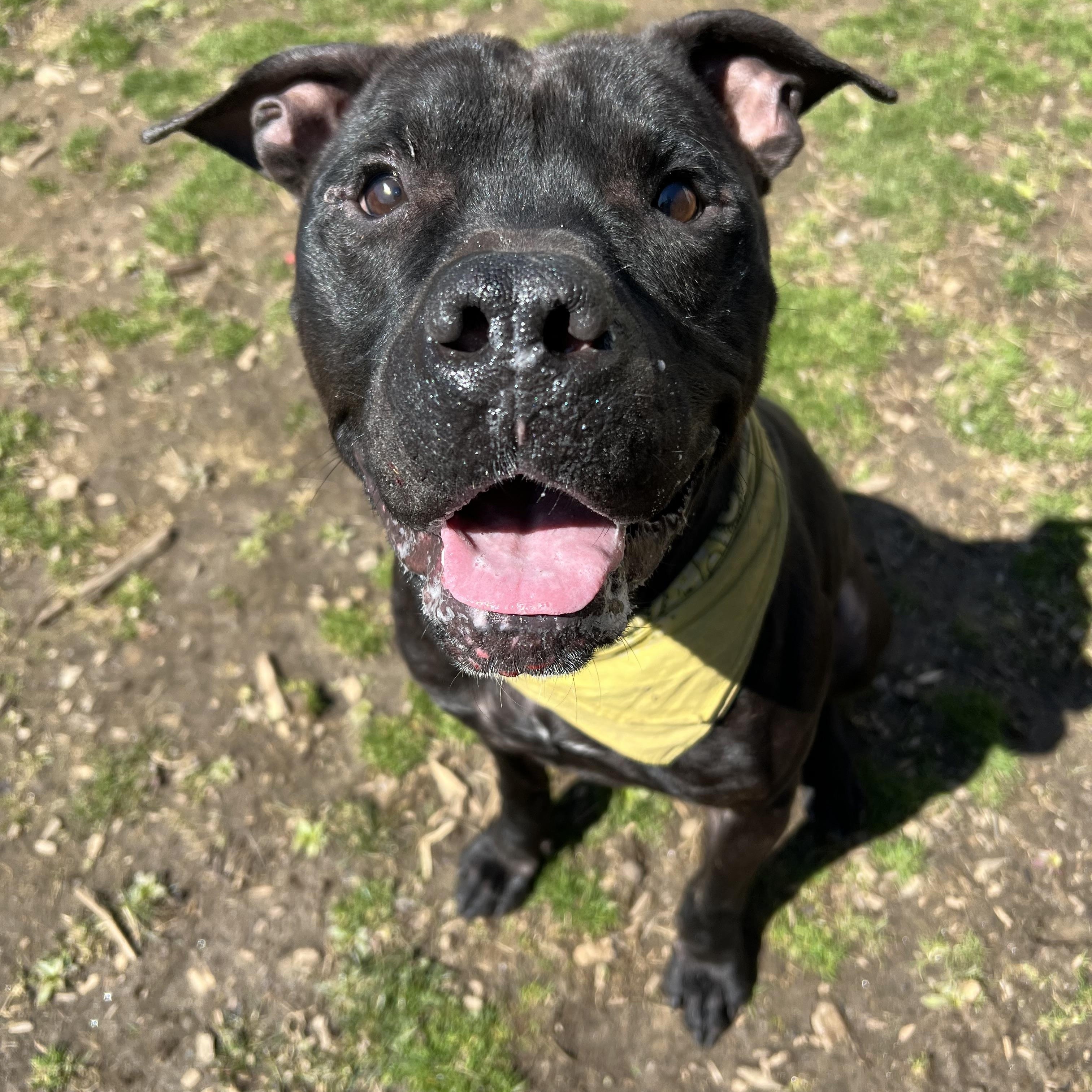 Finn, a Adoptable mixed breed in Yonkers, NY image 2/6