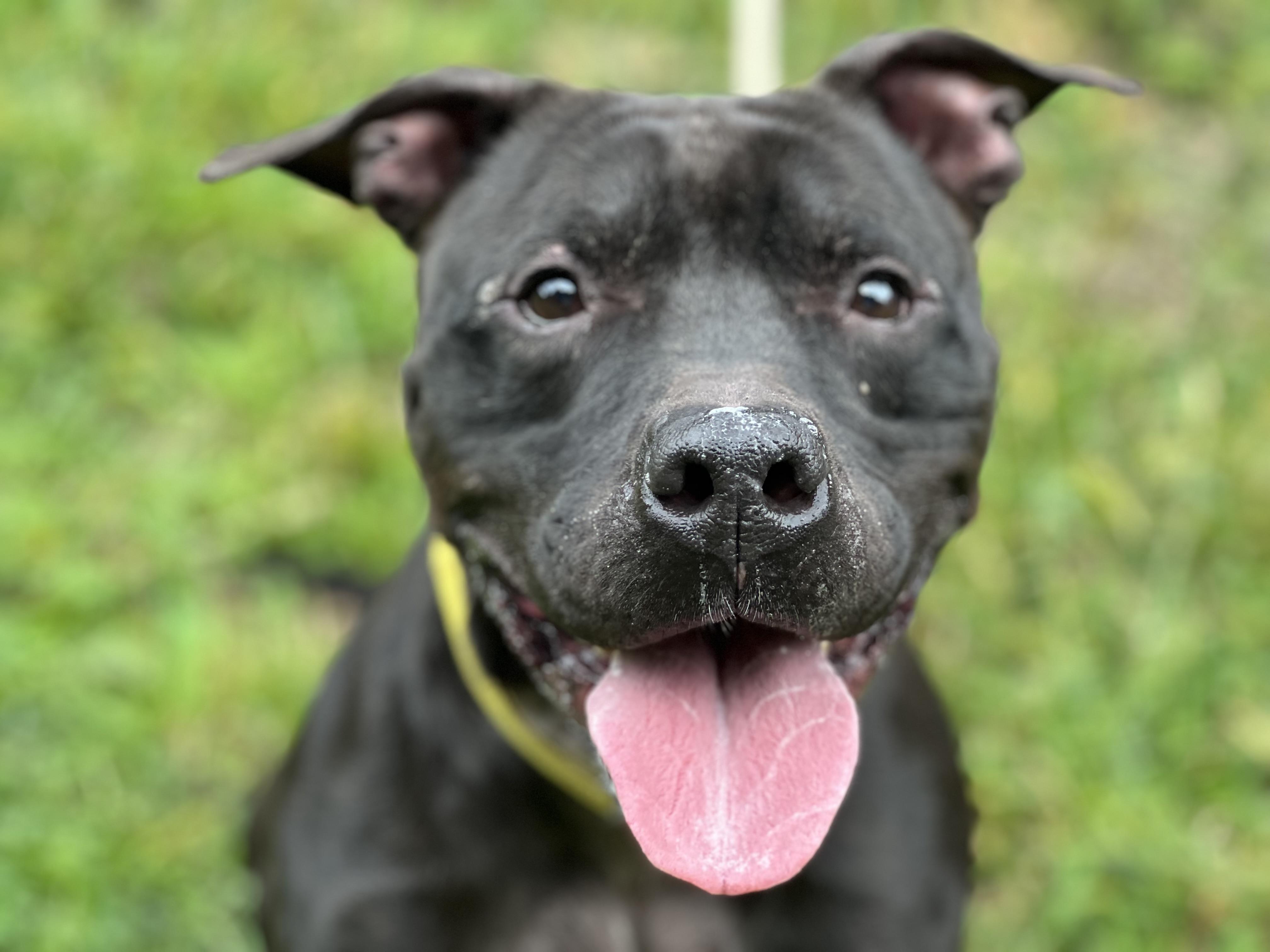 Finn, a Adoptable mixed breed in Yonkers, NY image 1/6