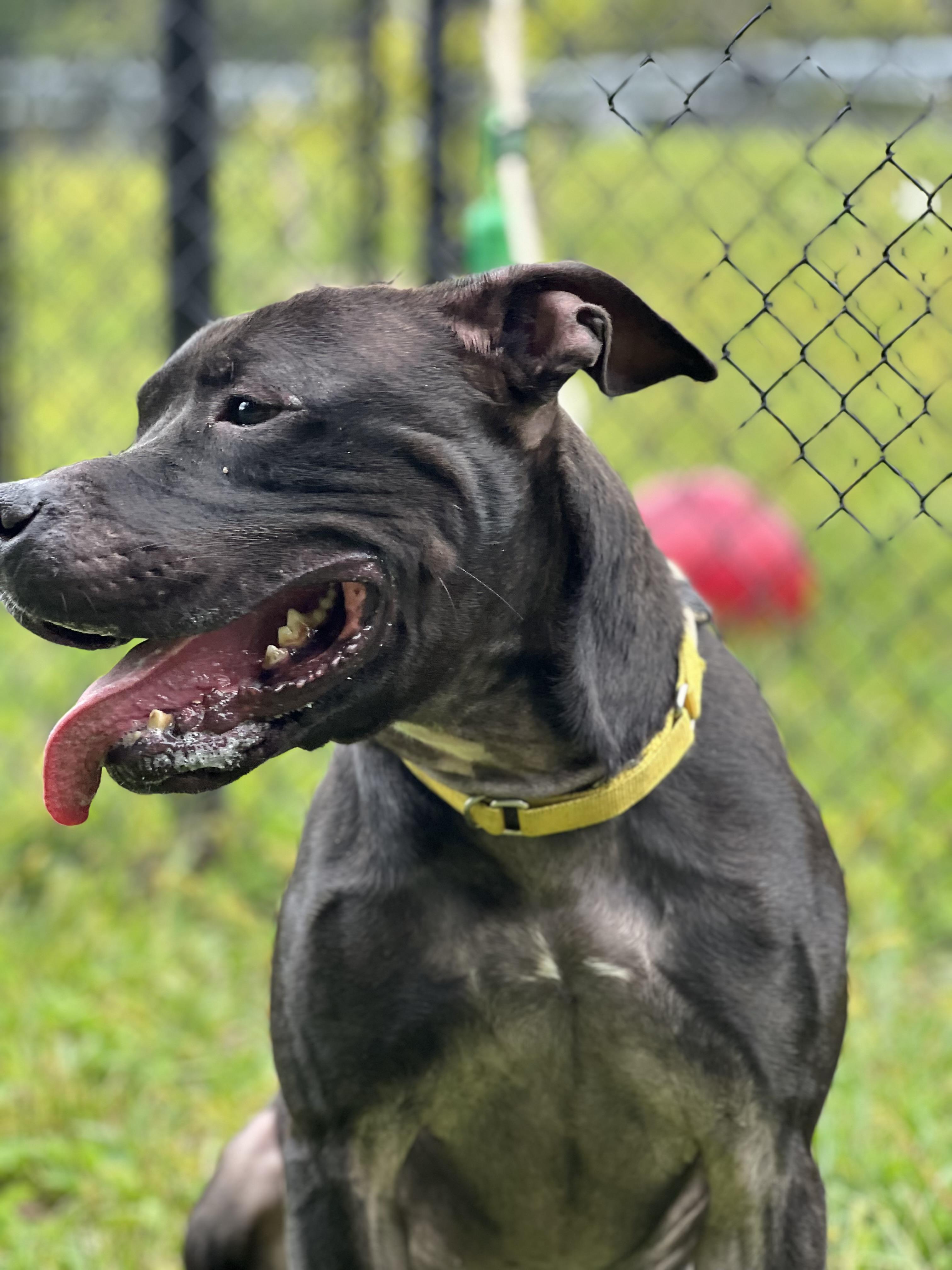 Finn, a Adoptable mixed breed in Yonkers, NY image 4/6