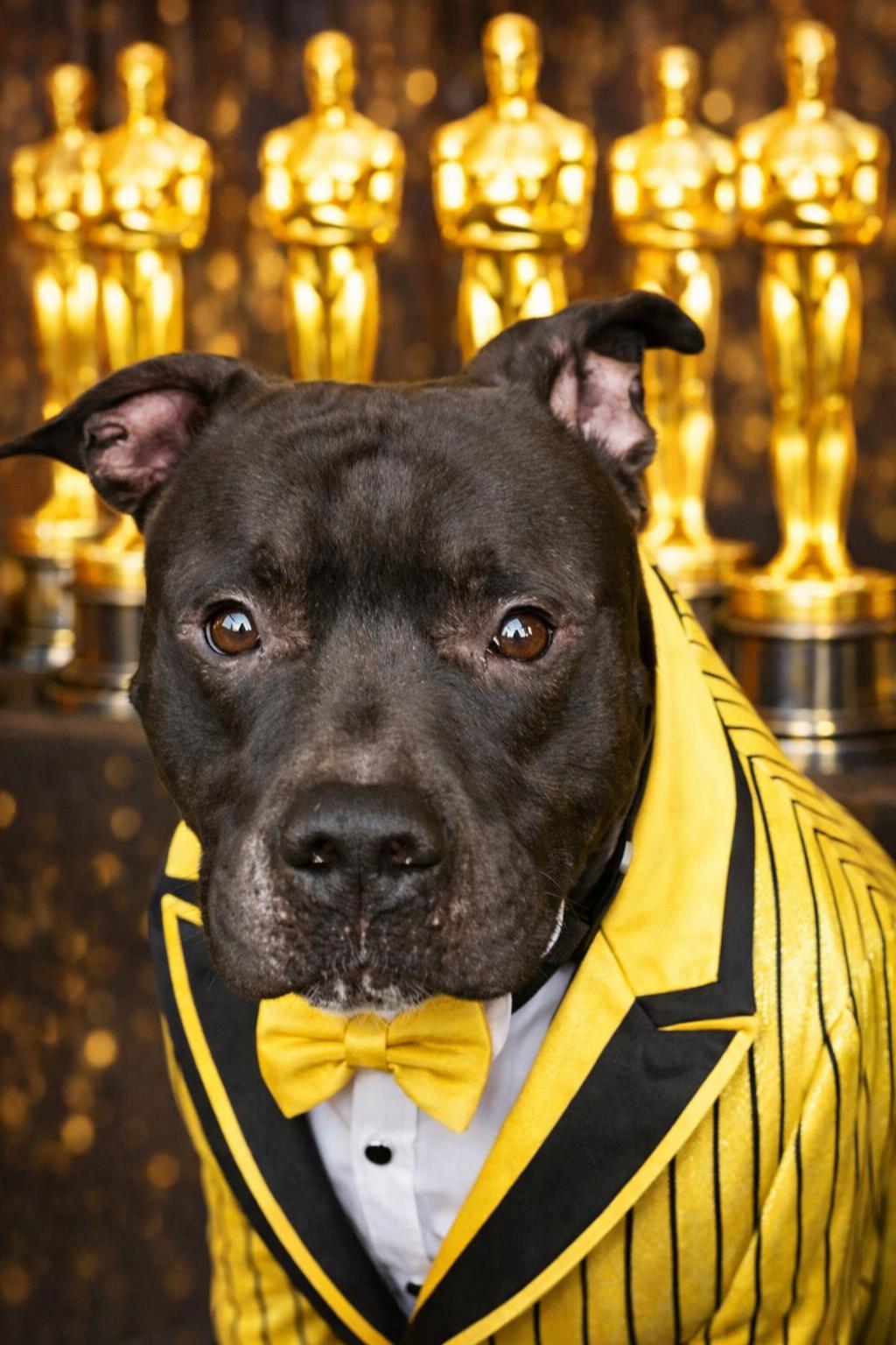 Enlarge Finn, a Adoptable mixed breed in Yonkers, NY image 1/6