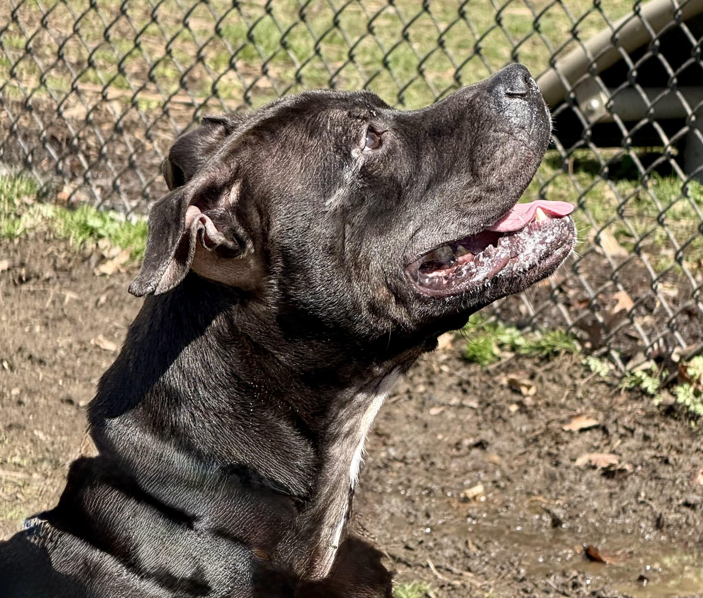 Finn, a Adoptable mixed breed in Yonkers, NY image 3/6