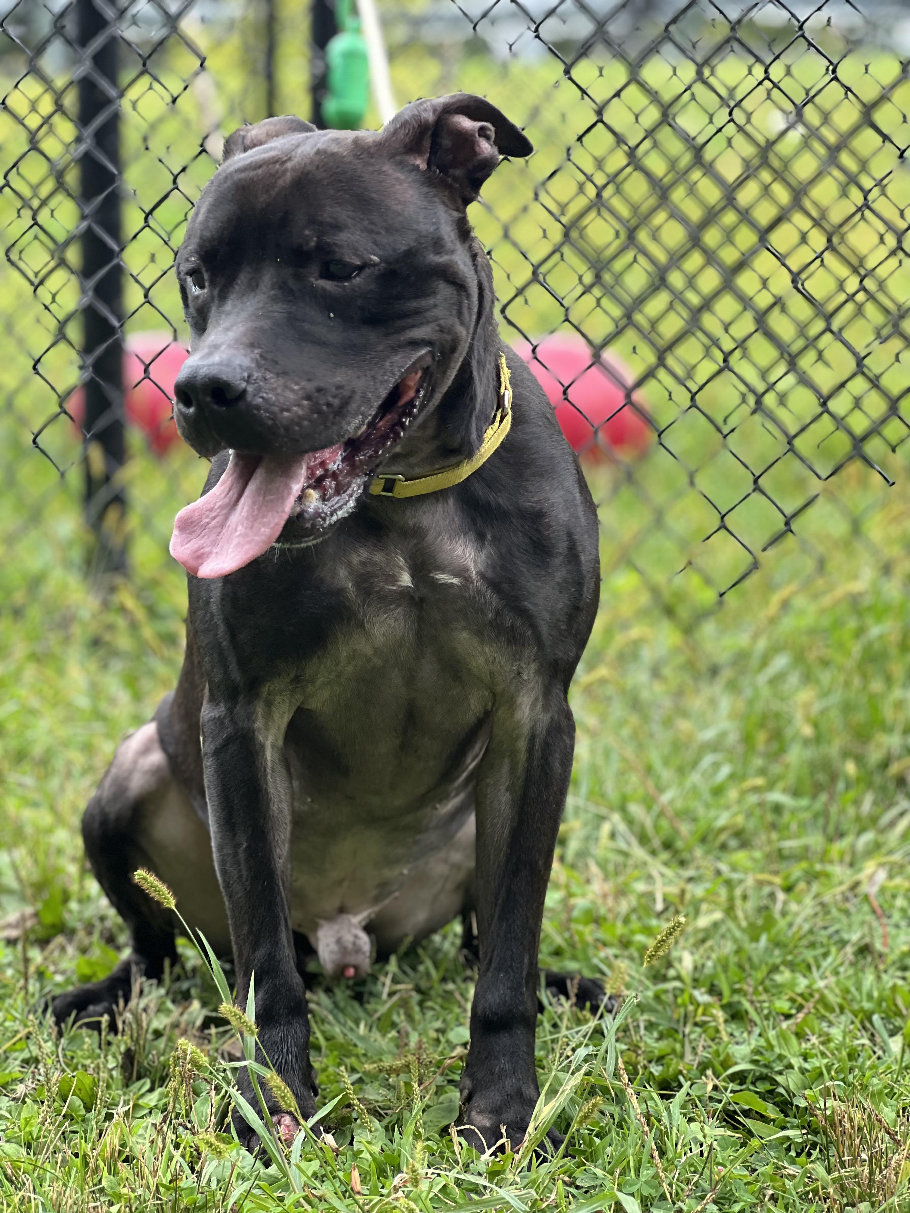 Finn, a Adoptable mixed breed in Yonkers, NY image 6/6