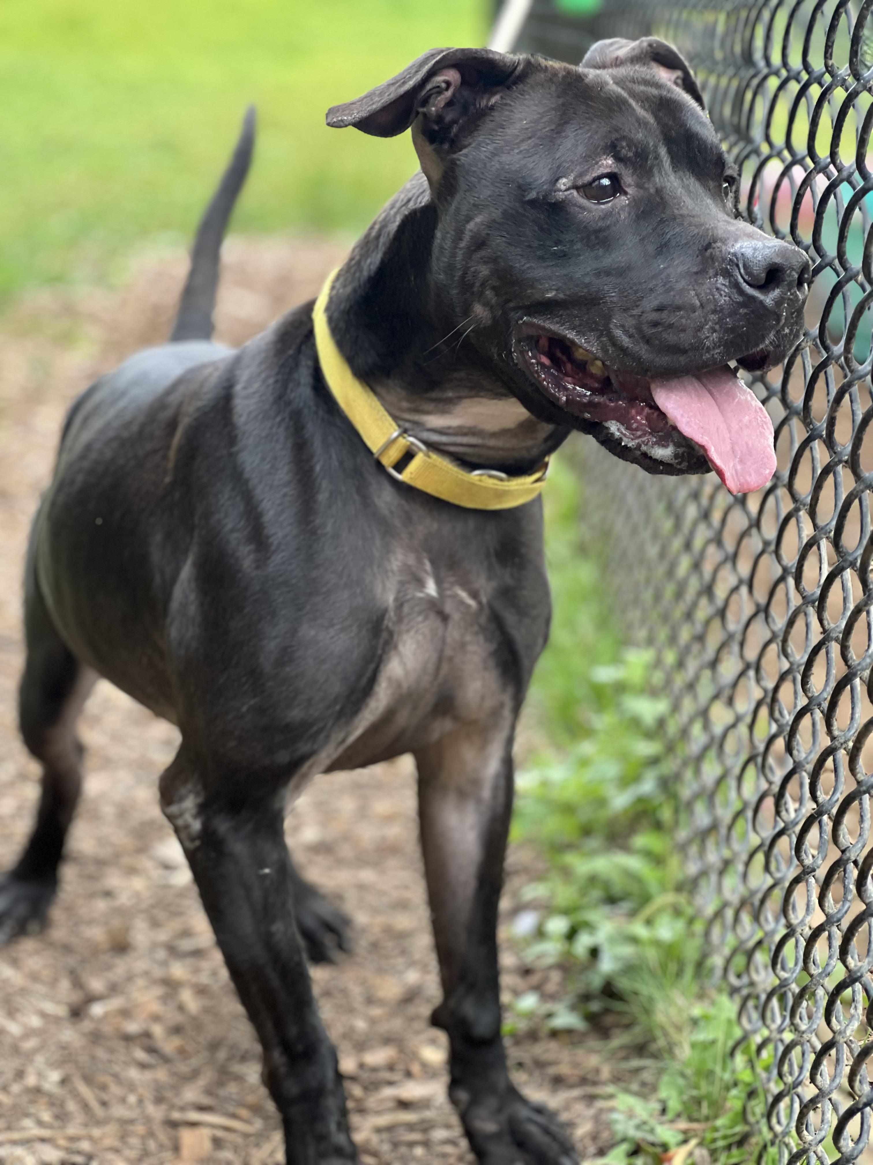 Finn, a Adoptable mixed breed in Yonkers, NY image 5/6