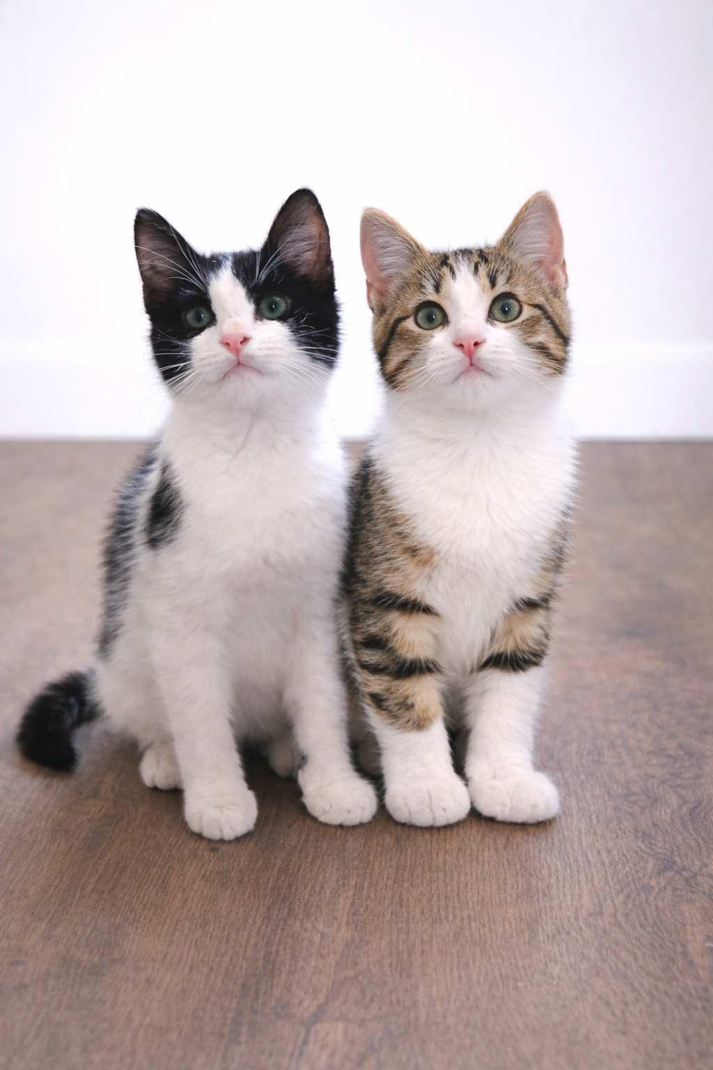 Enlarge Harry Potter (Brother of Hermione), a ADOPTABLE Domestic Short Hair in Houston, TX image 2/5