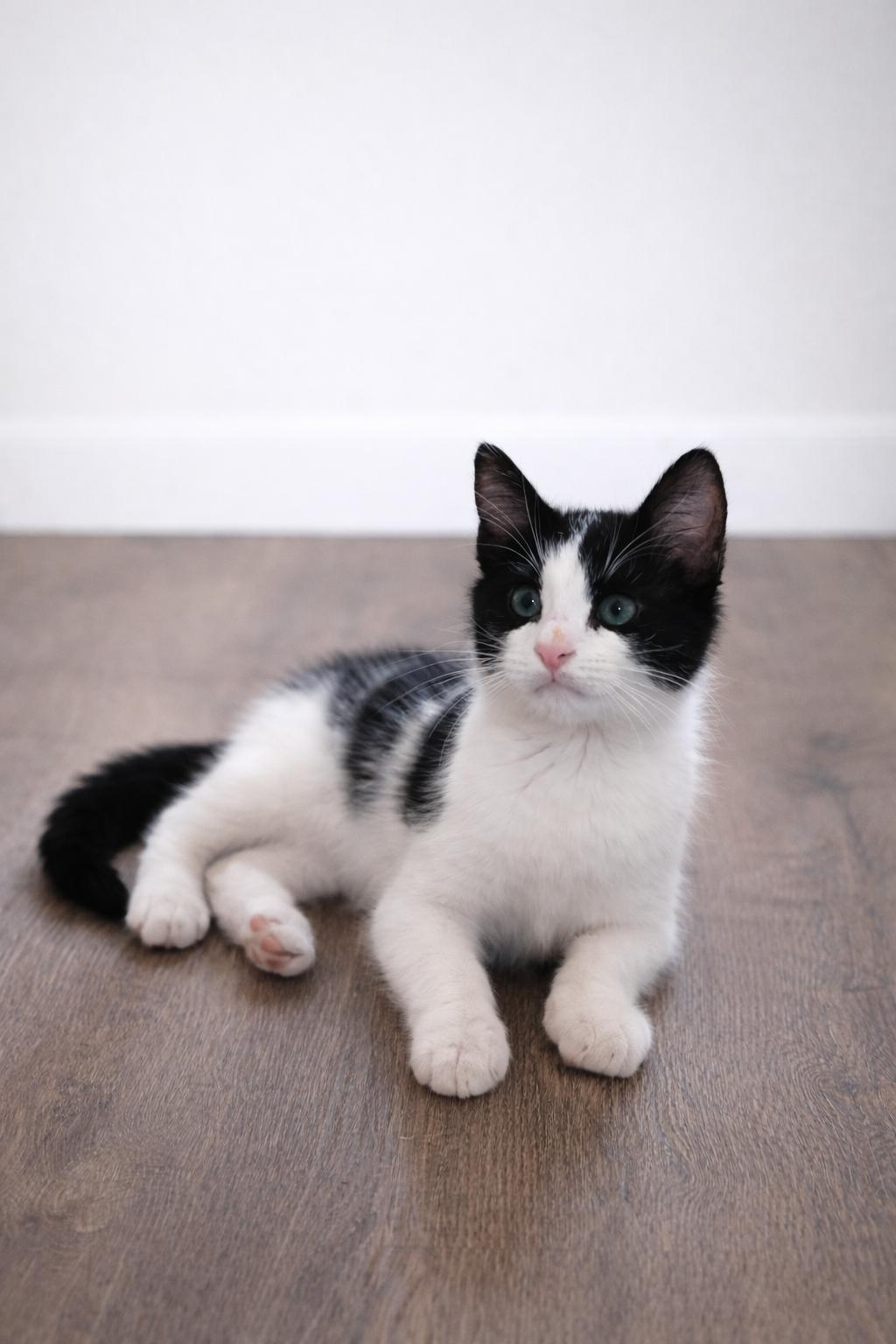 Enlarge Harry Potter (Brother of Hermione), a ADOPTABLE Domestic Short Hair in Houston, TX image 3/5