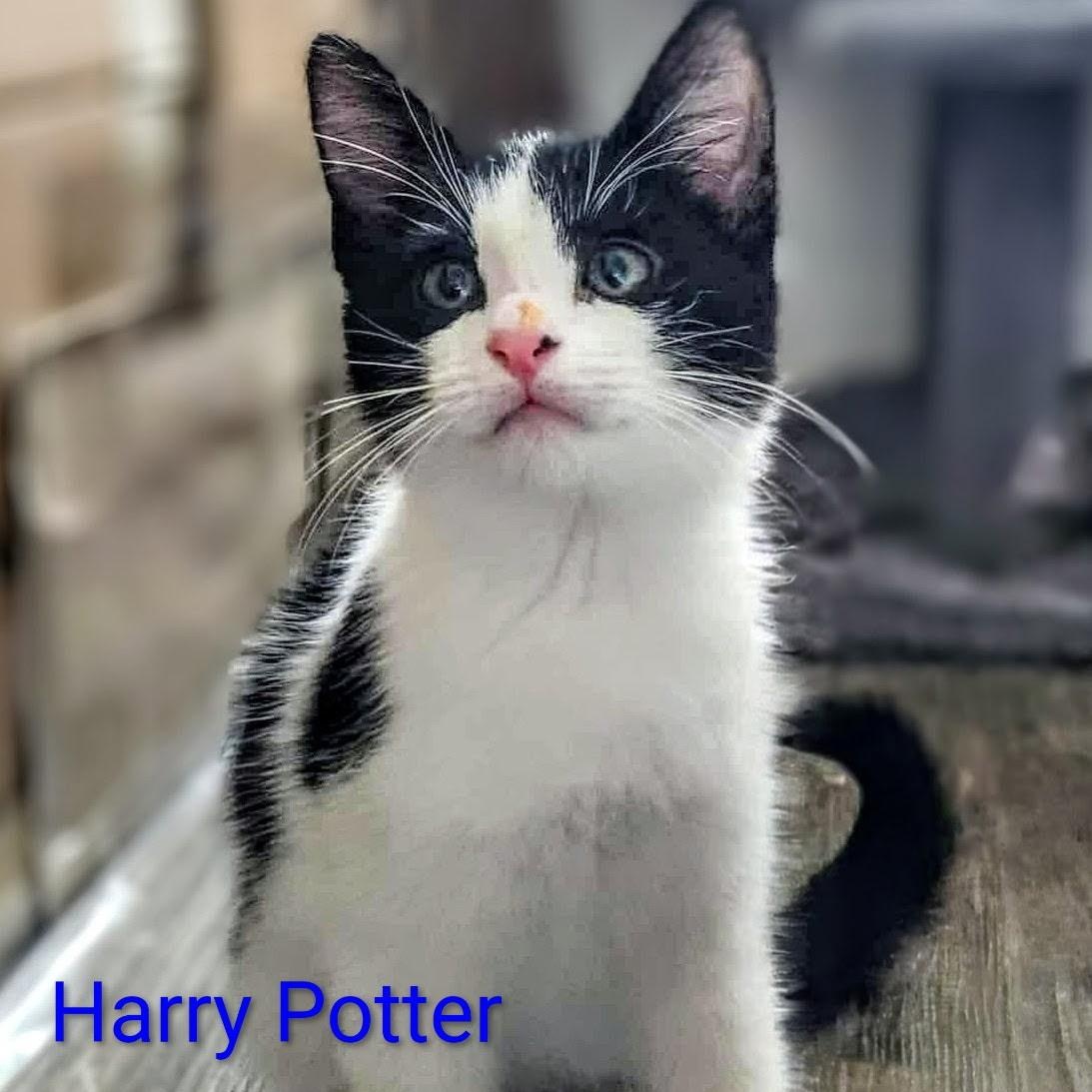 Enlarge Harry Potter (Brother of Hermione), a ADOPTABLE Domestic Short Hair in Houston, TX image 1/5