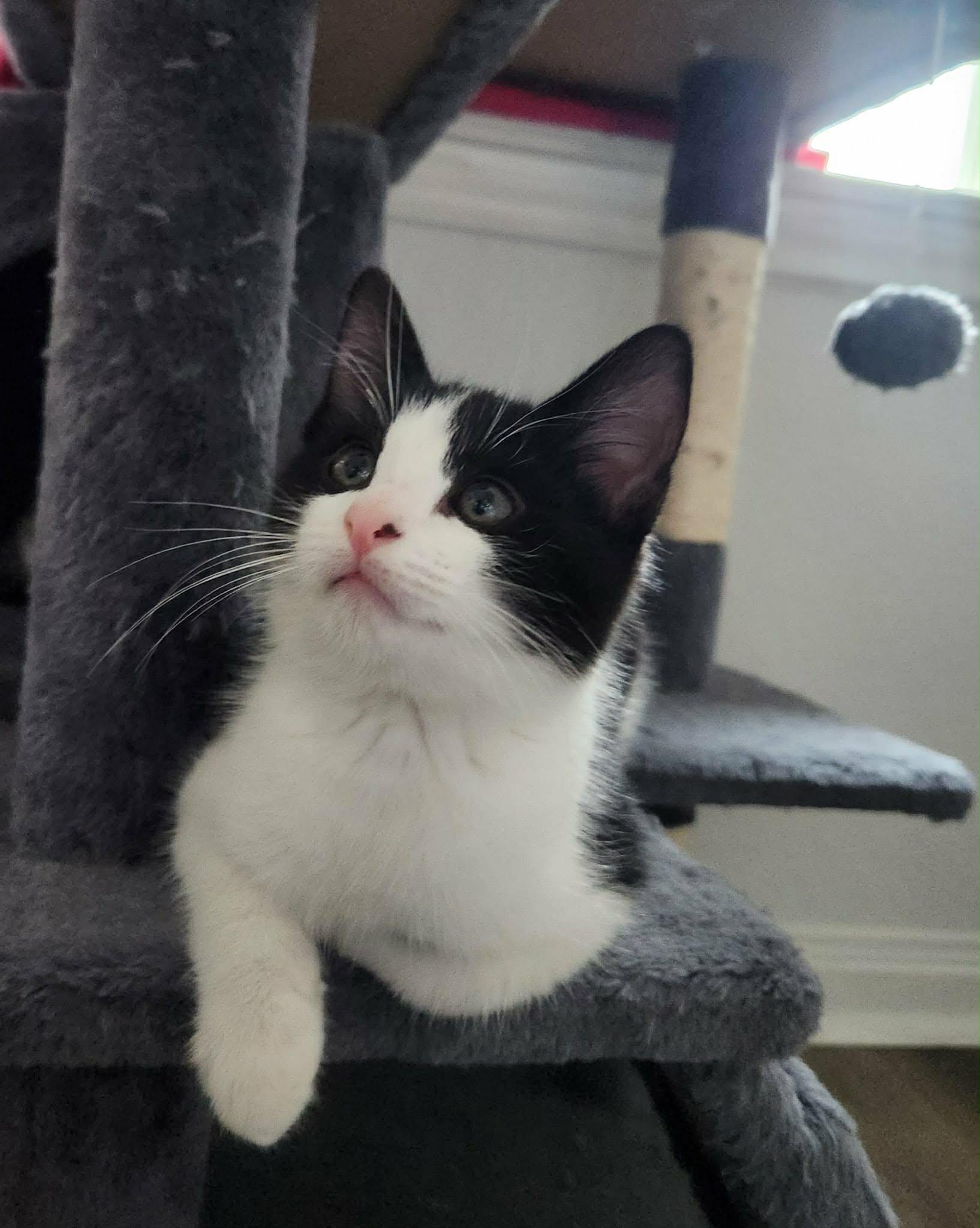 Enlarge Harry Potter (Brother of Hermione), a ADOPTABLE Domestic Short Hair in Houston, TX image 5/5