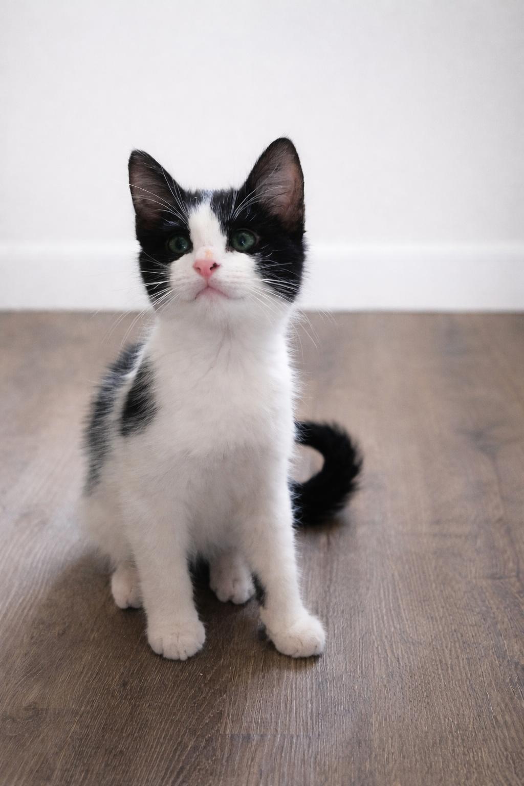 Enlarge Harry Potter (Brother of Hermione), a ADOPTABLE Domestic Short Hair in Houston, TX image 4/5