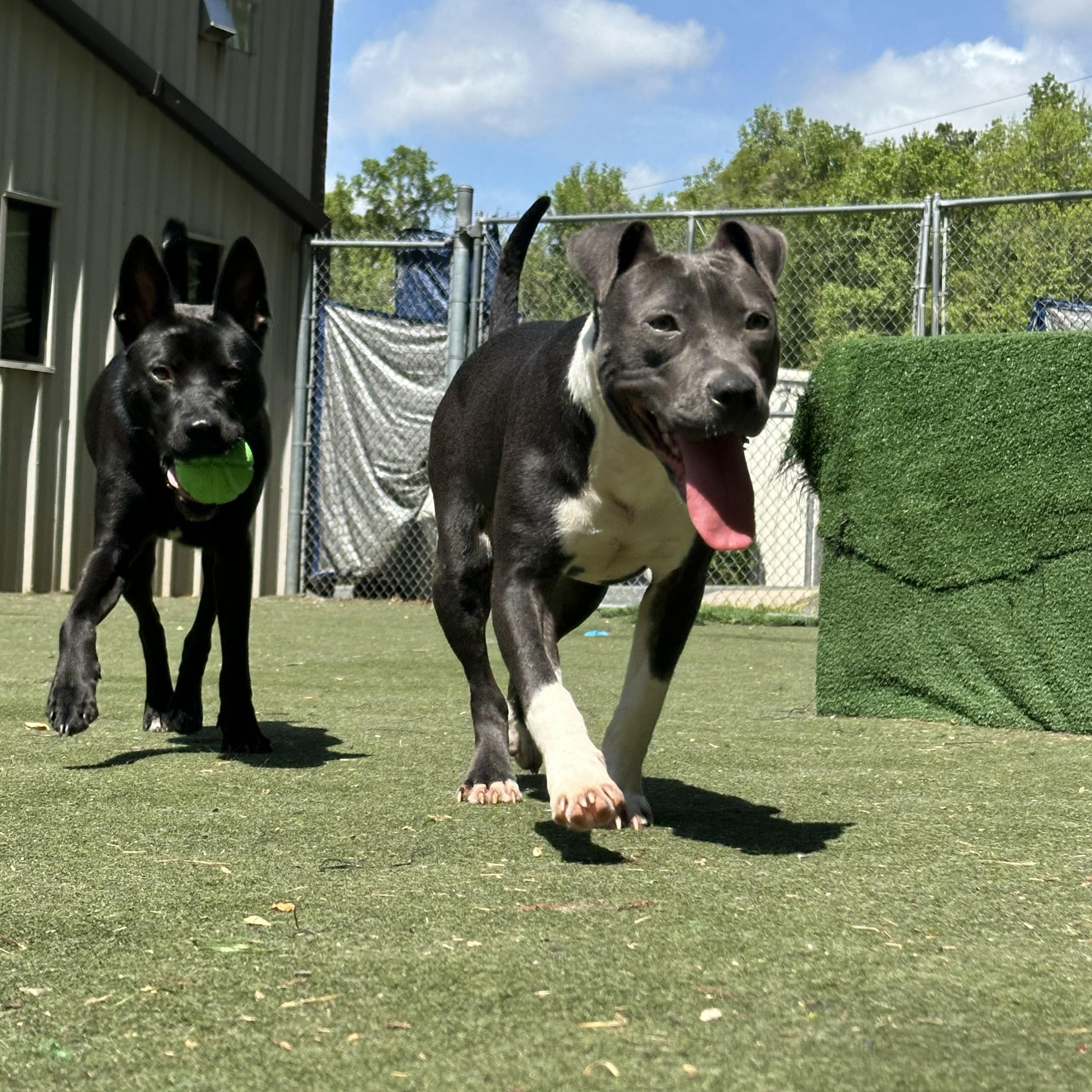 Enlarge Piglet, a ADOPTABLE Staffordshire Bull Terrier in Charlotte, NC image 2/6